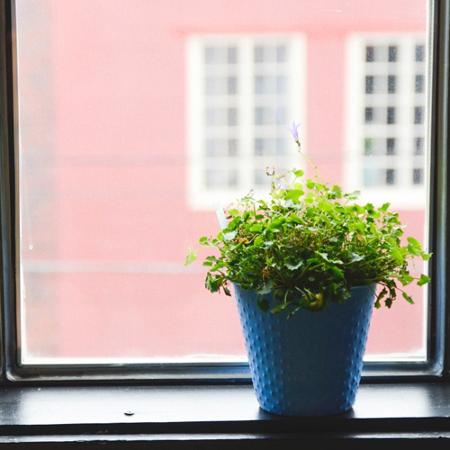 Office Plant