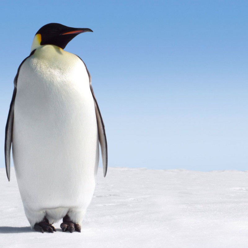 Penguin Post